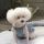 CXhbOylouisdogzMagnolia Mini Dress