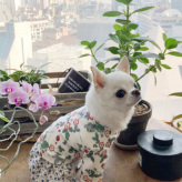 CXhbOylouisdogzMy Cardigan