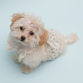CXhbOylouisdogzStrappy Strappy Pants/Flower/Lace