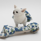 CXhbOylouisdogzWe Love Design/LIBERTY