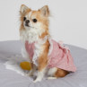 CXhbOylouisdogzAvant Dress Couture