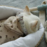 CXhbOylouisdogzBambini Hood Romper/Beige flower